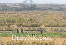 “今年朝鲜粮食不足70万吨…中美支援是关键”