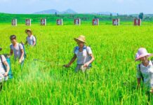 “国家粮仓”黄海南道农场员们挨饿,国家发放储备粮