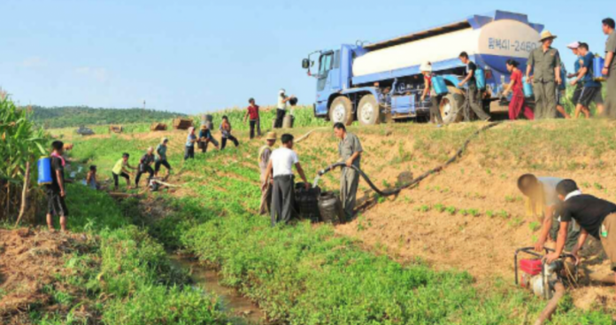 North Korean farmers in August 2018 in North Hwanghae Province attempt to prevent drought damage