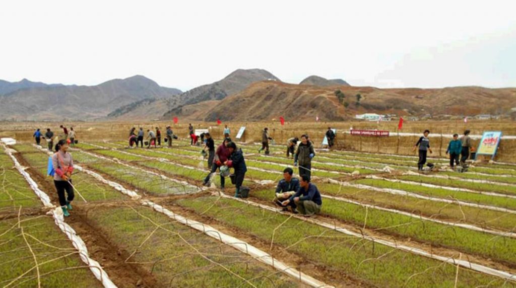North Korean residents make rice-planting preparations