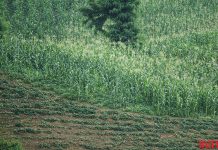 Farmers upset over government confiscation of land and tree planting orders Vegetable plot in North Pyongan Province