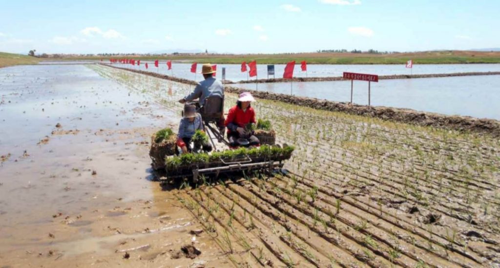 Rice planting in North Korea