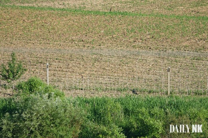 DSC04699 Cultivated land in North Korea along the border with China