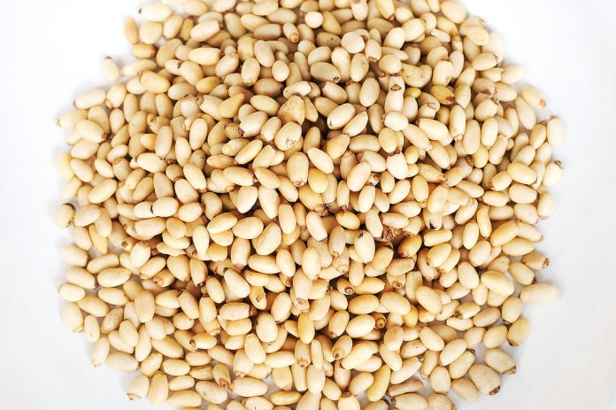 Pine Nuts Pine Nuts