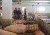 Pork prices near record 160,000 won per kilogram in North Korea Kim Jong Un Pig Farm