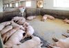Taedong pigs african swine fever