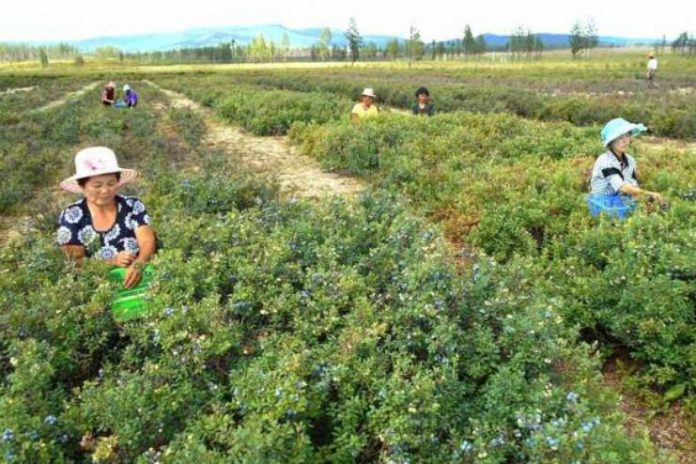 Blueberry harvesting 6