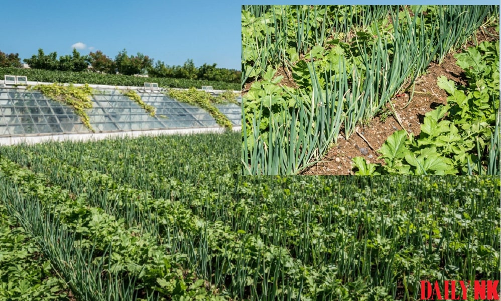 experimental fields