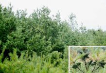 pine nuts forests