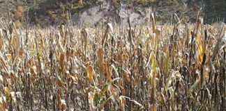 North Korean corn prices fall after steady rise