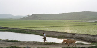 North Korean farm worker penalized for submitting coal dust instead of manure A farmer in North Korea with a cow.