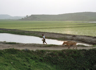 Sick and denied rest, detainees beaten in North Korean heat wave A farmer in North Korea with a cow.