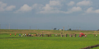 North Korea mobilizes labor for rice planting even as seedlings lag behind North Korean farmers working the fields at Tongbong Cooperative Farm in South Hamgyong province, North Korea, June 2014.