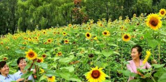 Women tend sunflowers in Huchon county, South Hamgyong province, in a photo published by the Rodong Sinmun on Aug. 17, 2022.