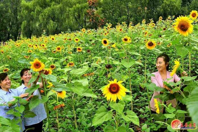 north-korea-sunflower-farming-huchon-county-rodong-sinmun-2022 Women tend sunflowers in Huchon county, South Hamgyong province, in a photo published by the Rodong Sinmun on Aug. 17, 2022.