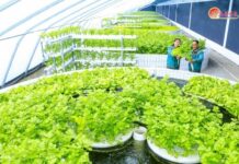 Workers display freshly harvested greens inside a hydroponic greenhouse at the Sinuiju Comprehensive Greenhouse Farm, North Korea, Feb. 28, 2026.