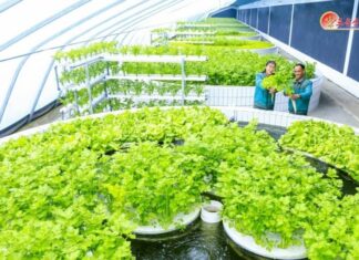 Workers display freshly harvested greens inside a hydroponic greenhouse at the Sinuiju Comprehensive Greenhouse Farm, North Korea, Feb. 28, 2026.