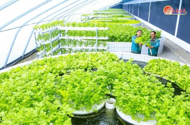 Workers display freshly harvested greens inside a hydroponic greenhouse at the Sinuiju Comprehensive Greenhouse Farm, North Korea, Feb. 28, 2026.