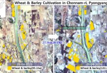 North Korea’s wheat and barley acreage shrinks in key farming regions, satellite data shows Sentinel-2 satellite imagery comparison showing wheat and barley cultivation areas (highlighted in yellow) in Chonnam-ri, Hyongjesan district, Pyongyang, on May 4, 2025 (95.1 hectares) and May 4, 2026 (122.2 hectares), indicating a 27.1-hectare (28.5%) increase.