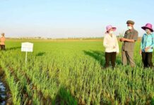North Korean farm officials and women in sun hats inspect rice seedlings during weeding work at Jangkyo Farm in Kangnam county, Pyongyang.