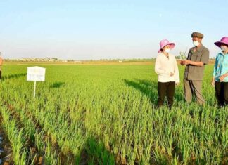 North Korea pushes fourth weeding round, straining mobilized workers North Korean farm officials and women in sun hats inspect rice seedlings during weeding work at Jangkyo Farm in Kangnam county, Pyongyang.