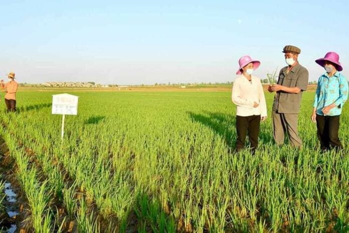 North Korean farm officials and women in sun hats inspect rice seedlings during weeding work at Jangkyo Farm in Kangnam county, Pyongyang.