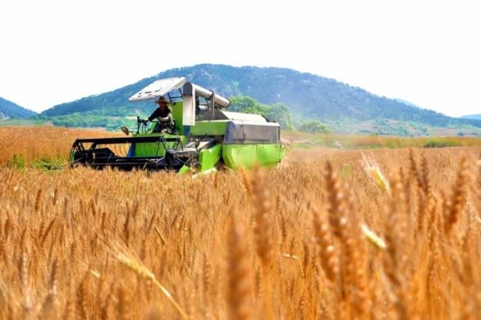 A combine harvester moves through a wheat field in North Korea, with mountains visible in the background.