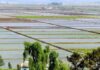 North Korea demands detailed rice-planting reports from Hwanghae farms A wide aerial view of flooded rice paddies divided by raised earthen paths, with a small tractor working one field, trees and a rooftop in the foreground, and a village and hills in the distance, in Anak county, South Hwanghae province, North Korea.