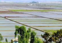 A wide aerial view of flooded rice paddies divided by raised earthen paths, with a small tractor working one field, trees and a rooftop in the foreground, and a village and hills in the distance, in Anak county, South Hwanghae province, North Korea.
