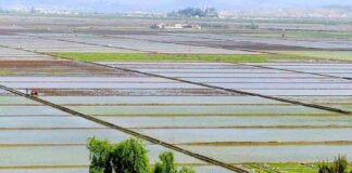 North Korea demands detailed rice-planting reports from Hwanghae farms A wide aerial view of flooded rice paddies divided by raised earthen paths, with a small tractor working one field, trees and a rooftop in the foreground, and a village and hills in the distance, in Anak county, South Hwanghae province, North Korea.