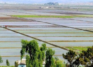 North Korea rice prices drop nearly 20% A wide aerial view of flooded rice paddies divided by raised earthen paths, with a small tractor working one field, trees and a rooftop in the foreground, and a village and hills in the distance, in Anak county, South Hwanghae province, North Korea.