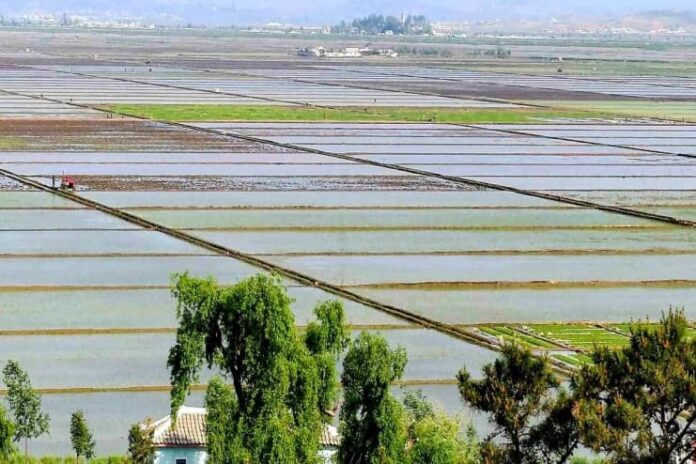 south-hwanghae-anak-county-rice-paddies A wide aerial view of flooded rice paddies divided by raised earthen paths, with a small tractor working one field, trees and a rooftop in the foreground, and a village and hills in the distance, in Anak county, South Hwanghae province, North Korea.