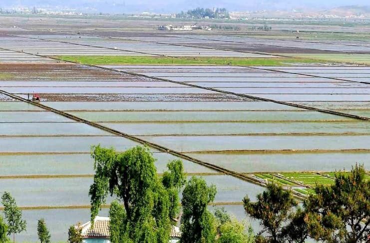 A wide aerial view of flooded rice paddies divided by raised earthen paths, with a small tractor working one field, trees and a rooftop in the foreground, and a village and hills in the distance, in Anak county, South Hwanghae province, North Korea.