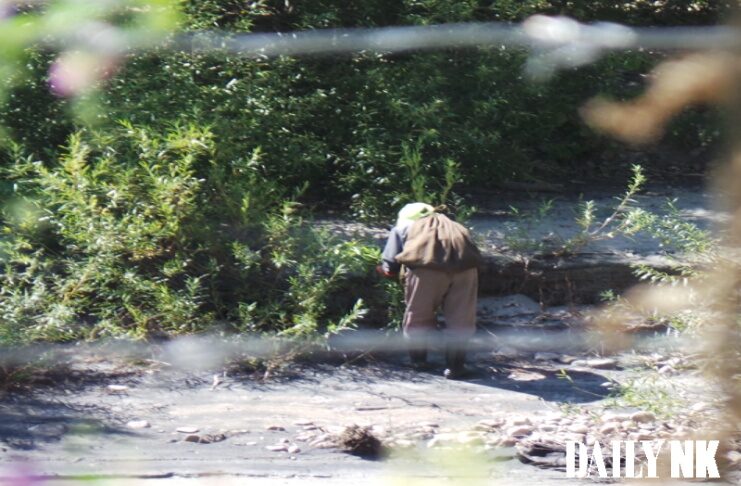 A person seen from behind through a wire fence, wearing a light-colored headscarf and carrying a dark sack on their back, bends over green shrubs to pick something on a rocky, sunlit slope.