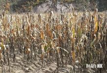 북한 가뭄 피해