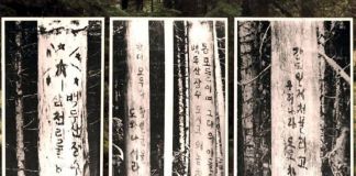 북한 구호나무