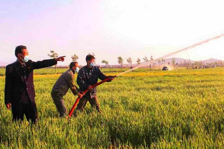 North Korea farm