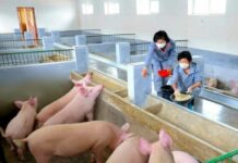 돼지고기 1㎏에 16만원 육박…北 주민 밥상서 보기 힘들어져