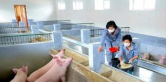 돼지고기 1㎏에 16만원 육박…北 주민 밥상서 보기 힘들어져